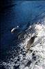 Dolphins in Doubtful Sound
